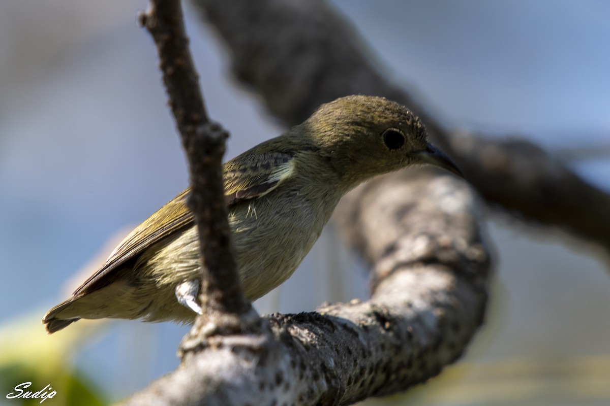 Plain Flowerpecker - Sudip Ghosh