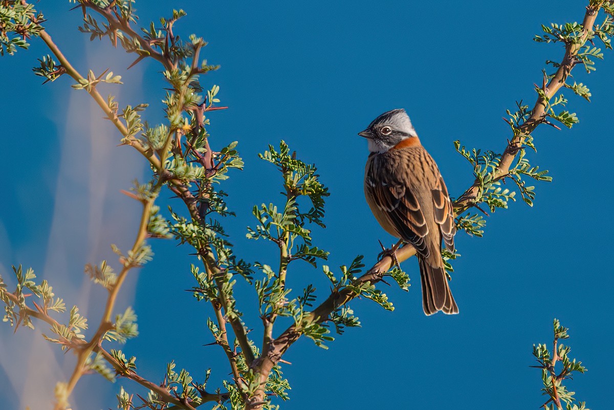 Rufous-collared Sparrow - ML611719848