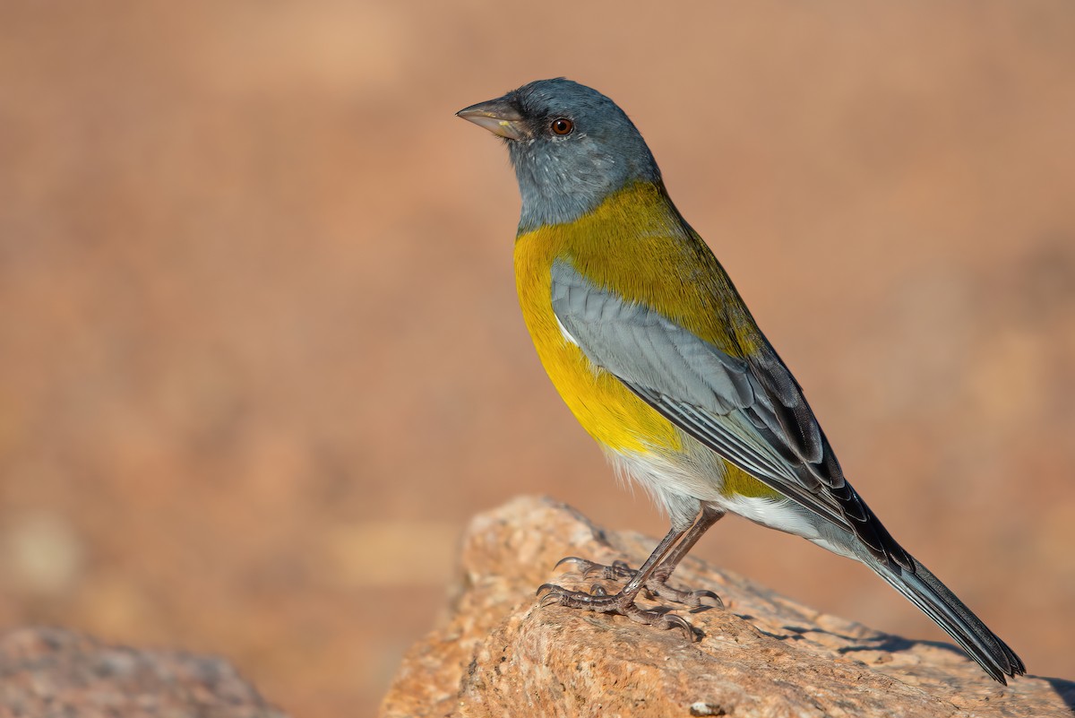 Gray-hooded Sierra Finch - ML611719851