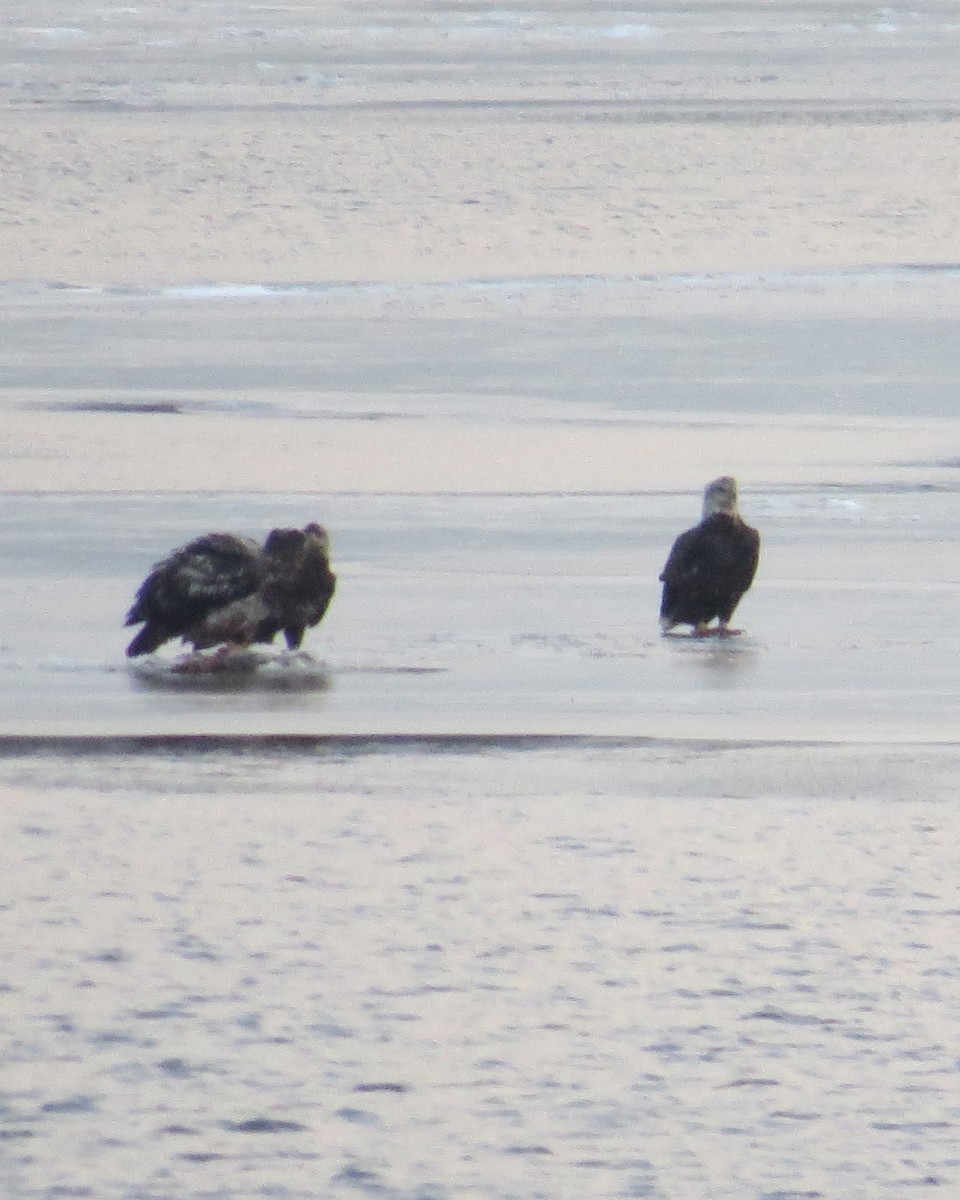 Weißkopf-Seeadler - ML611719852