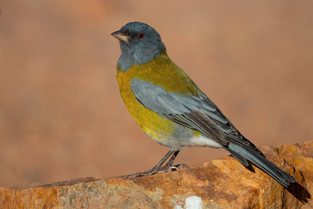 Gray-hooded Sierra Finch - ML611719854