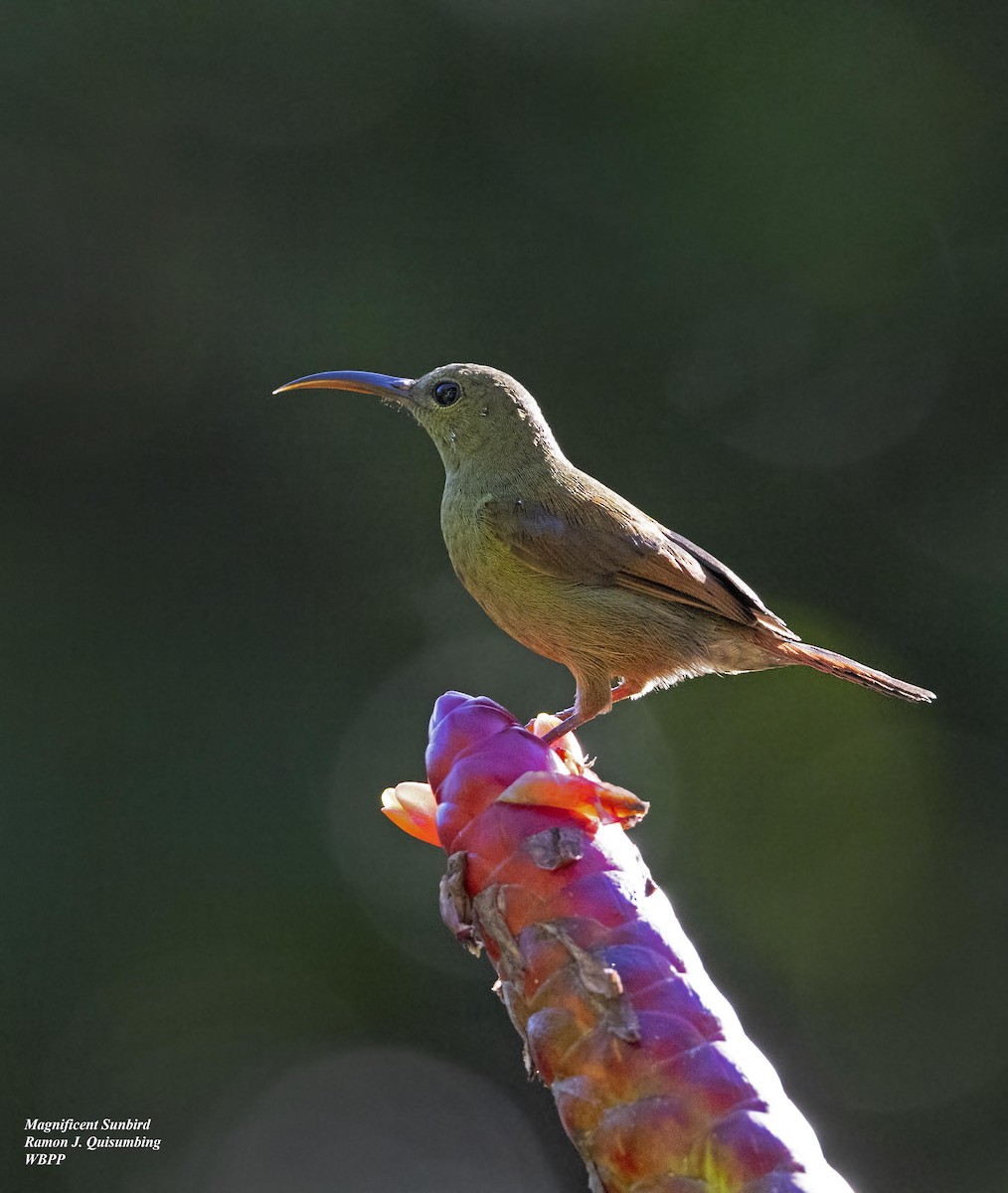 Magnificent Sunbird - Ramon Quisumbing