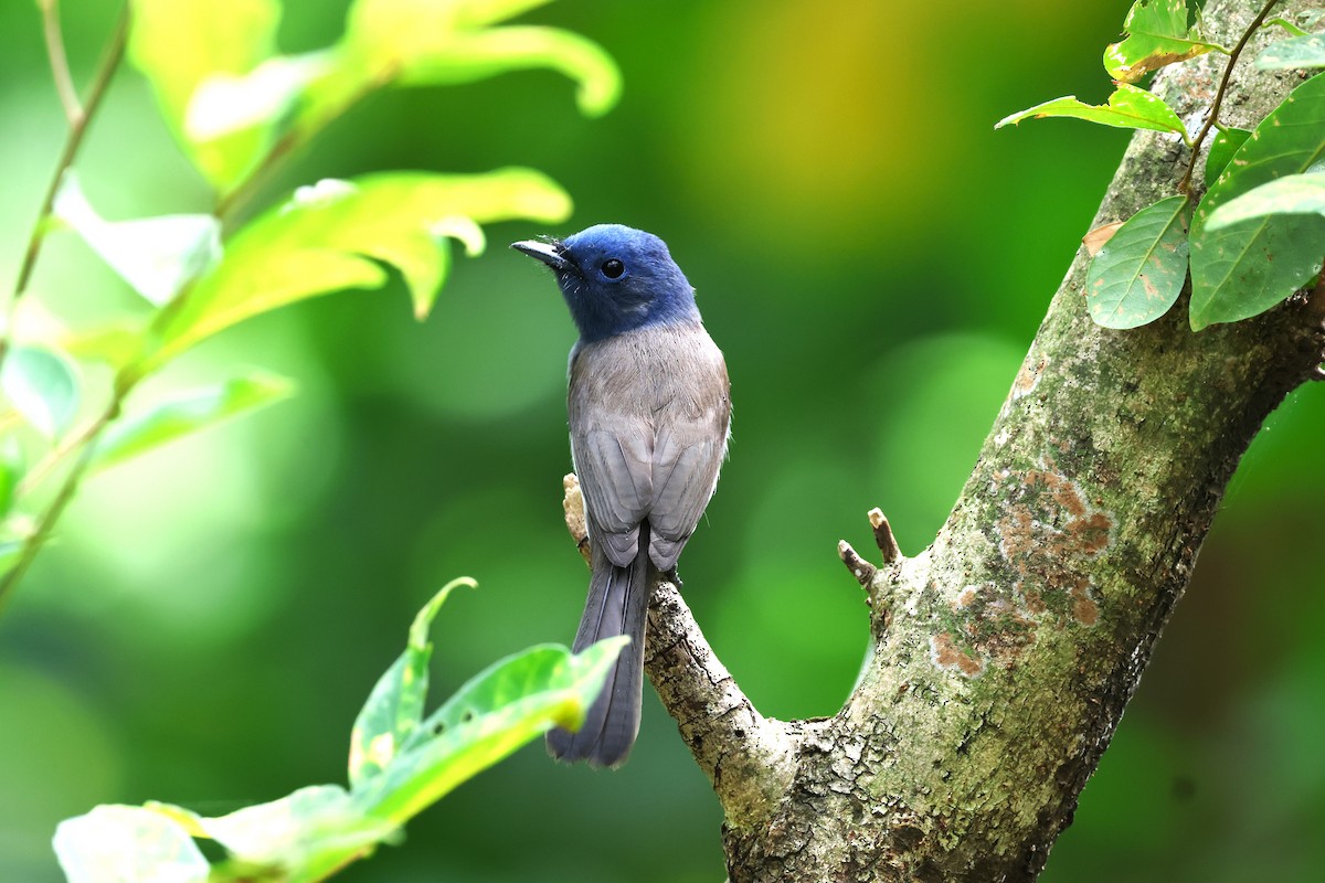 Black-naped Monarch - 志民 蘇