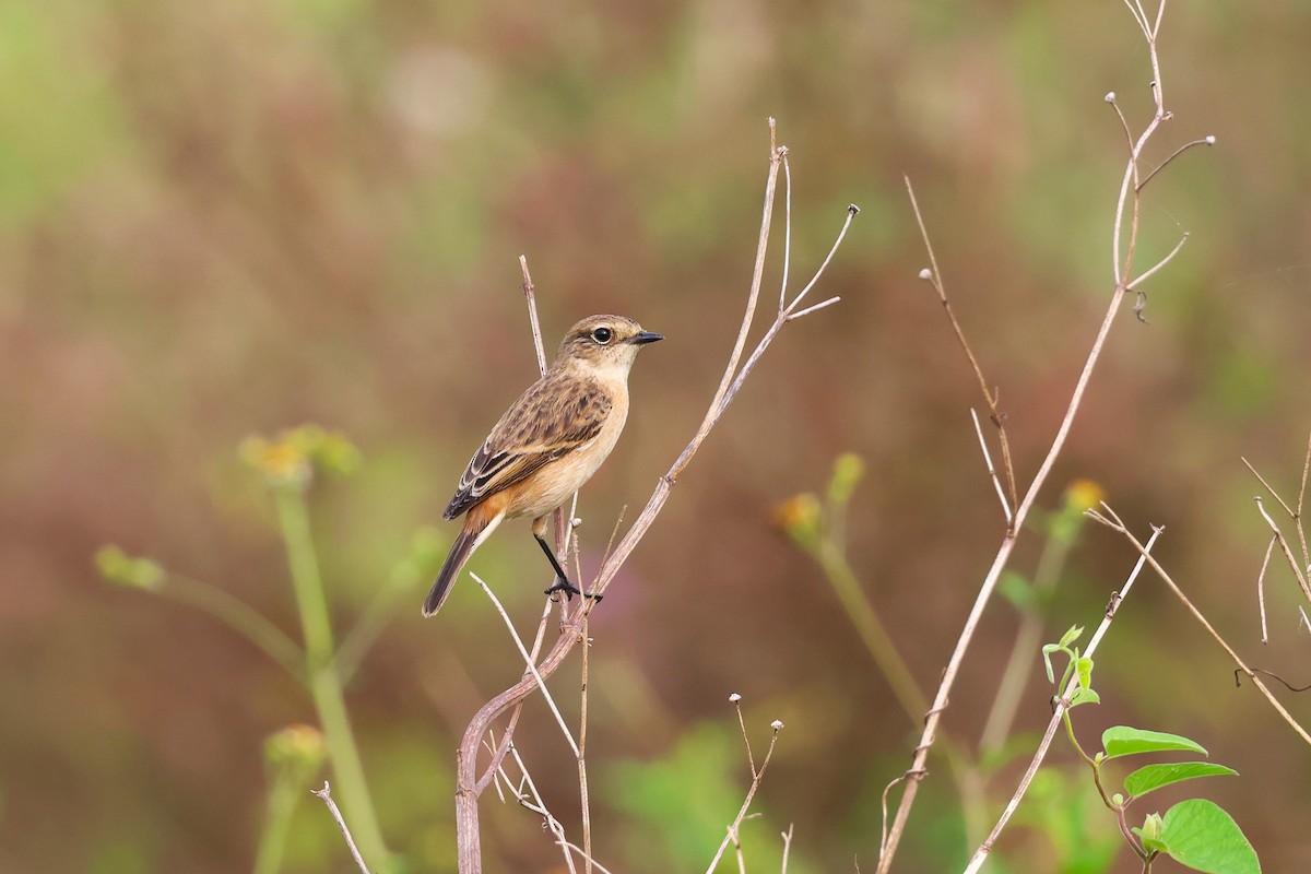 Amur Stonechat - 志民 蘇