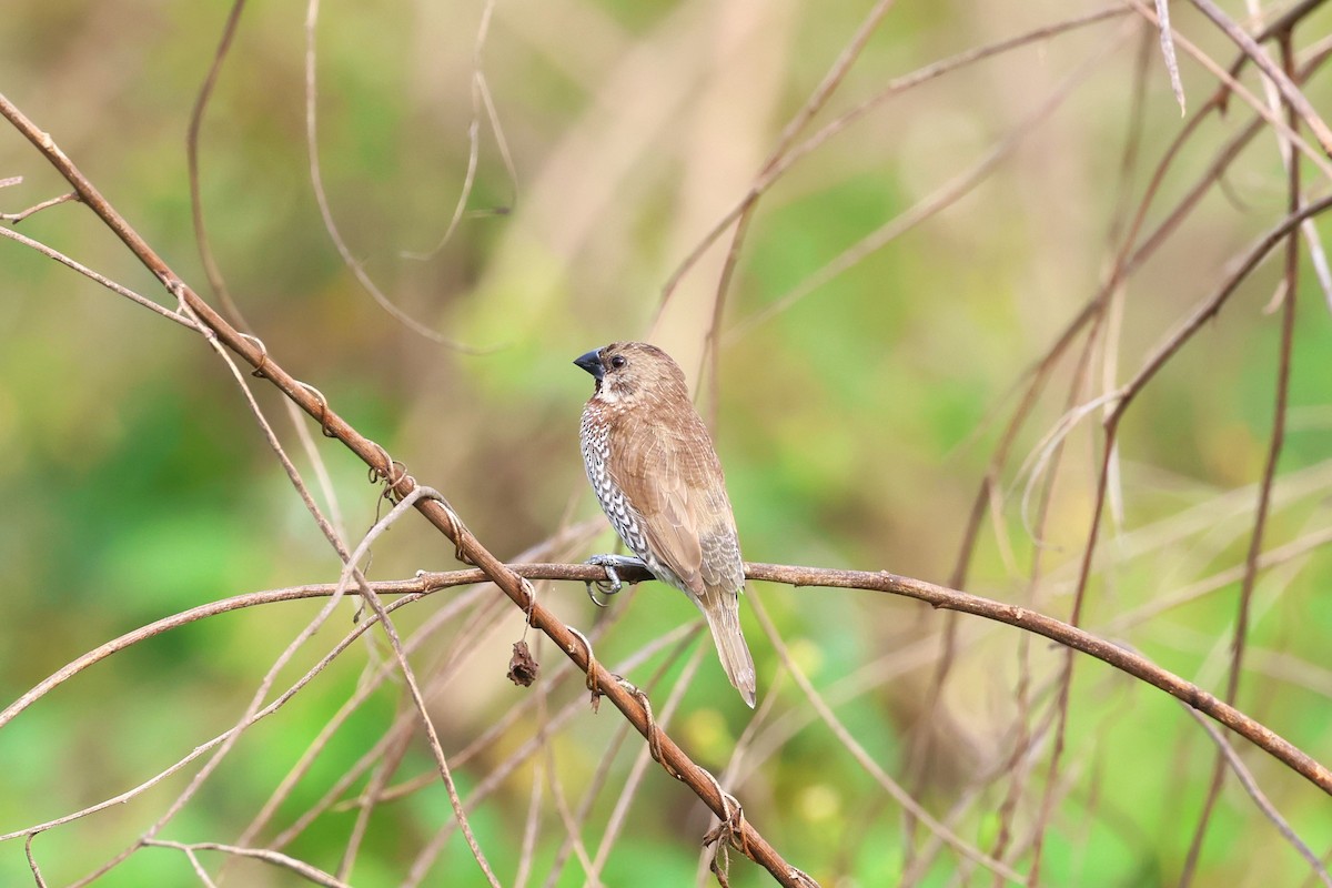 Scaly-breasted Munia - 志民 蘇