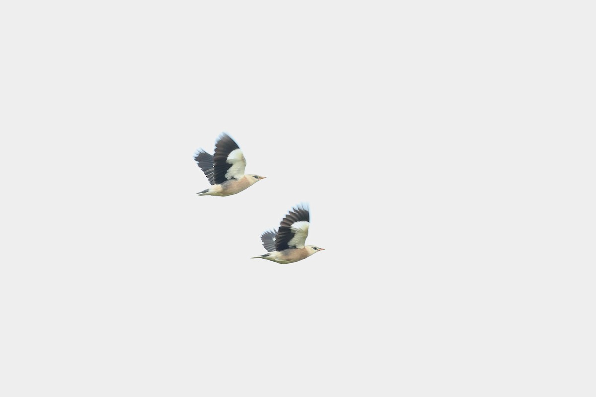 葡萄胸椋鳥 - ML611719916