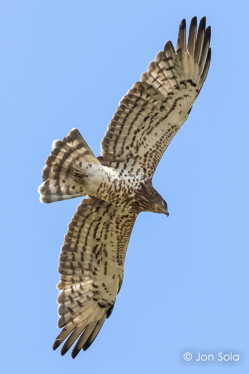 Short-toed Snake-Eagle - Jon  Sola