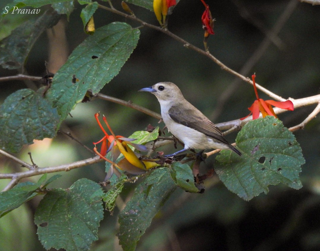 Nilgiri Flowerpecker - S Pranav