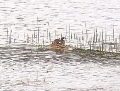 Little Grebe - ML611720014