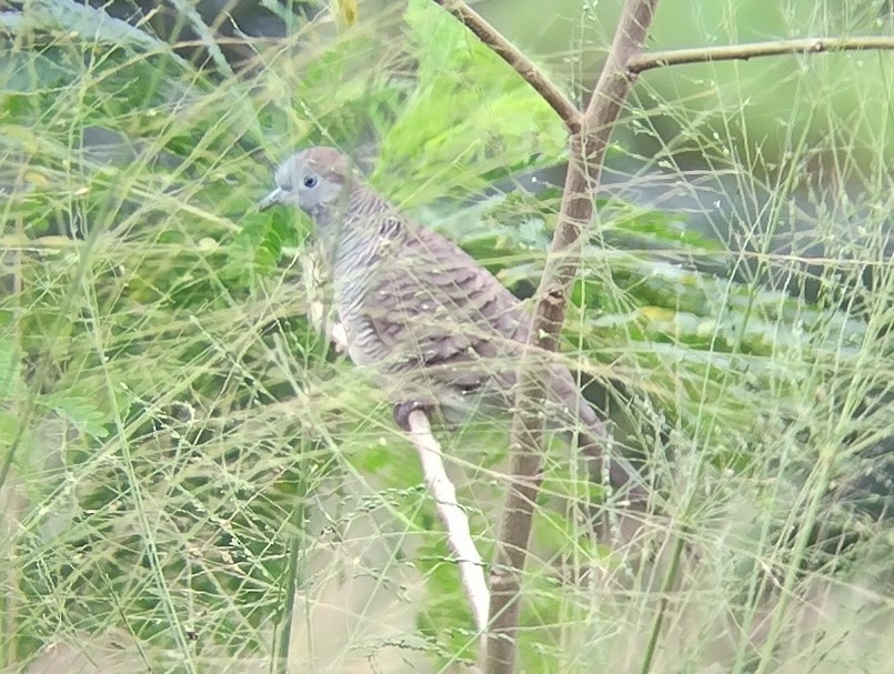 Zebra Dove - ML611720021