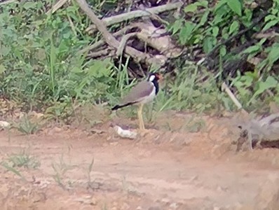 Red-wattled Lapwing - ML611720038