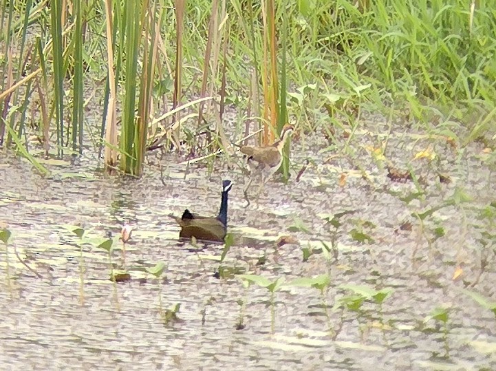 Bronze-winged Jacana - Lars Mannzen