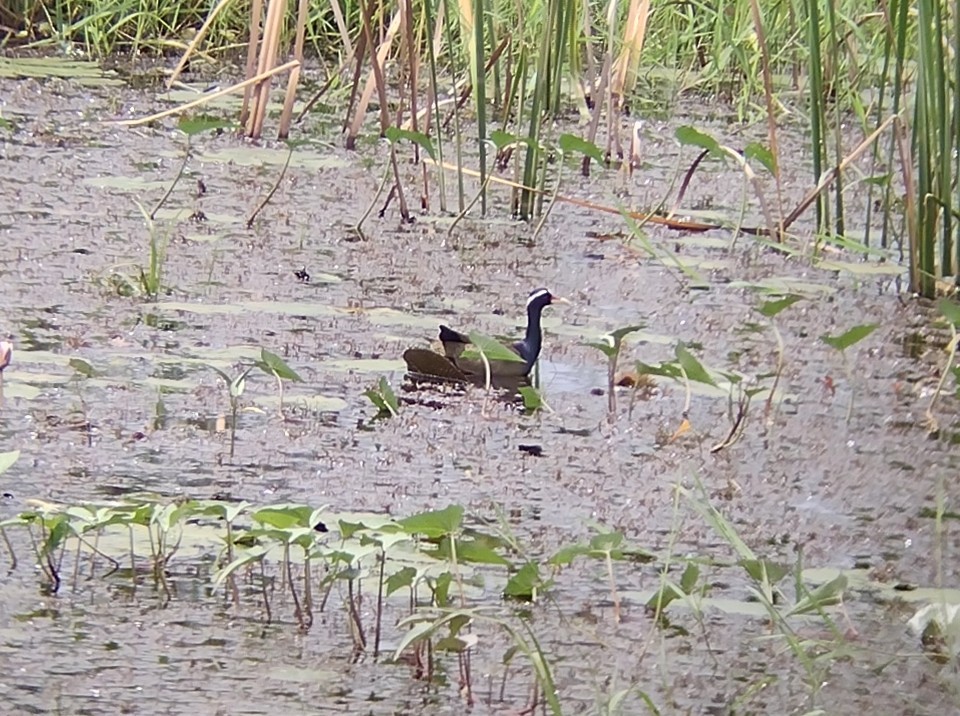 Bronze-winged Jacana - ML611720061