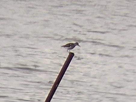 Common Sandpiper - ML611720071