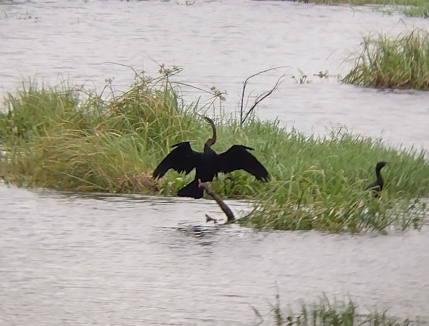 Anhinga Asiática - ML611720081