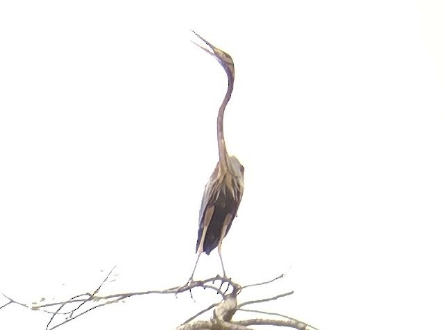 Purple Heron - ML611720114