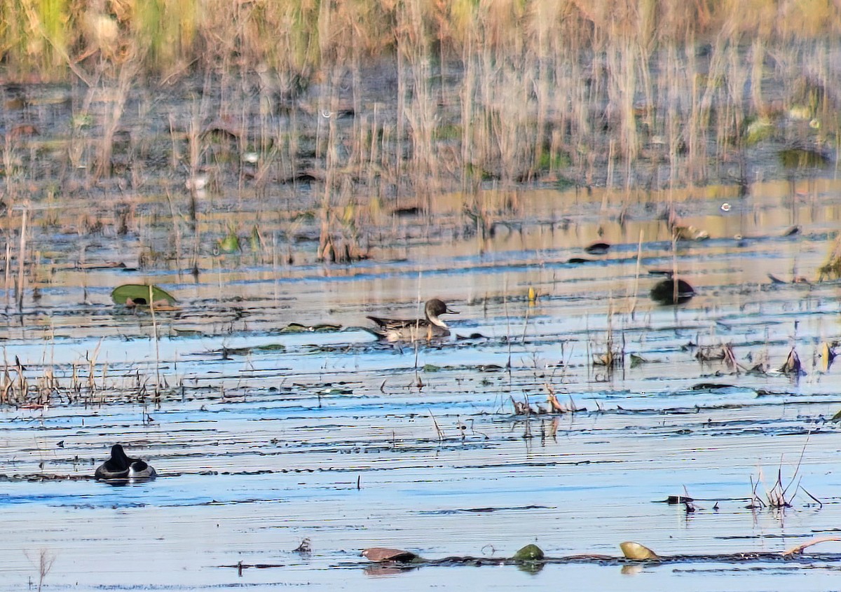 Northern Pintail - Pam Vercellone-Smith