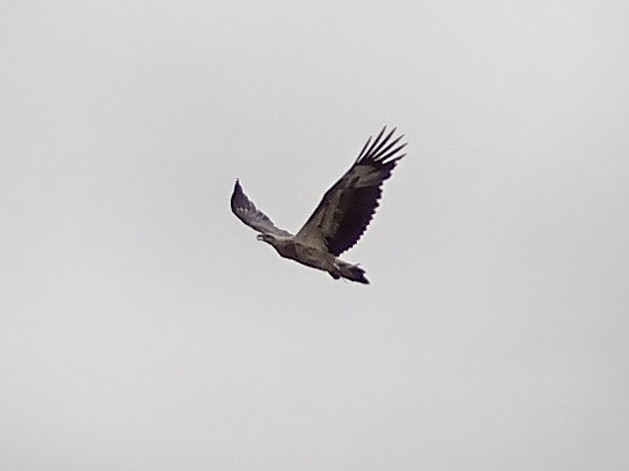 White-bellied Sea-Eagle - ML611720122