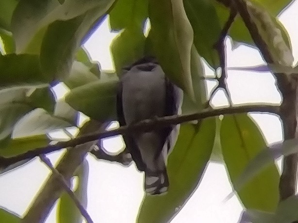 Lesser Cuckooshrike - ML611720143