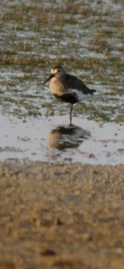 Dunlin - ML611720147