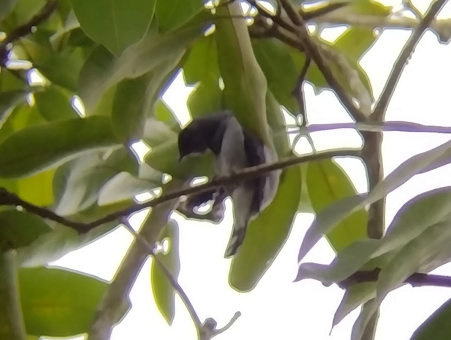 Lesser Cuckooshrike - ML611720150