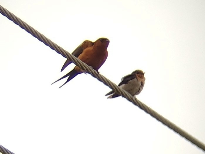 Golondrina del Pacífico - ML611720169