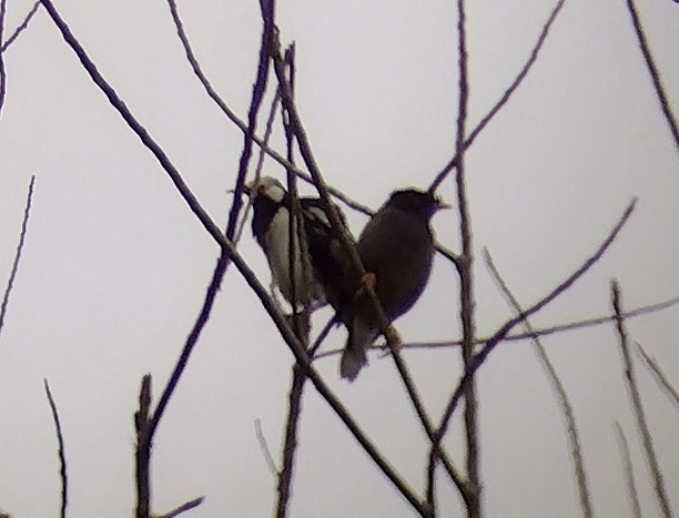 Siamese Pied Starling - ML611720175