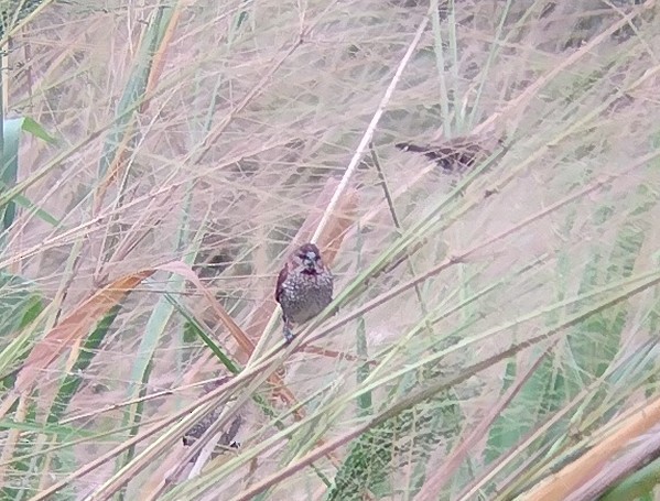 Scaly-breasted Munia - ML611720180