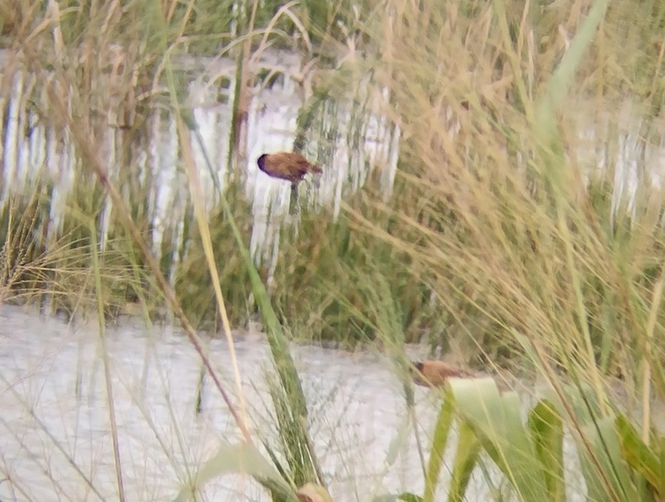 Chestnut Munia - ML611720181