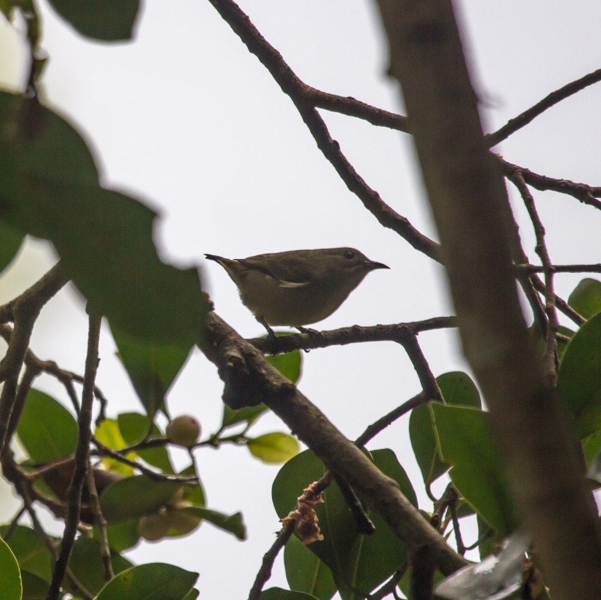 Plain Flowerpecker - ML611720289