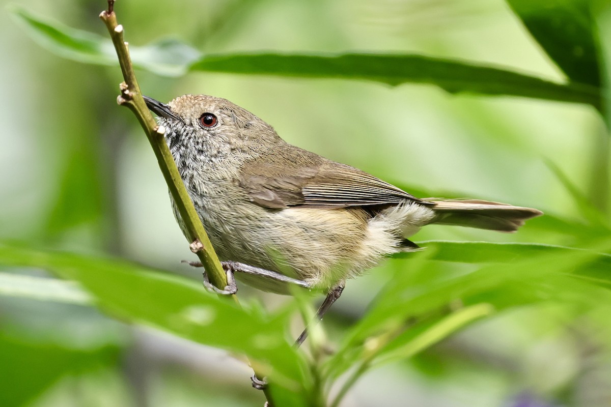 Brown Thornbill - ML611720348