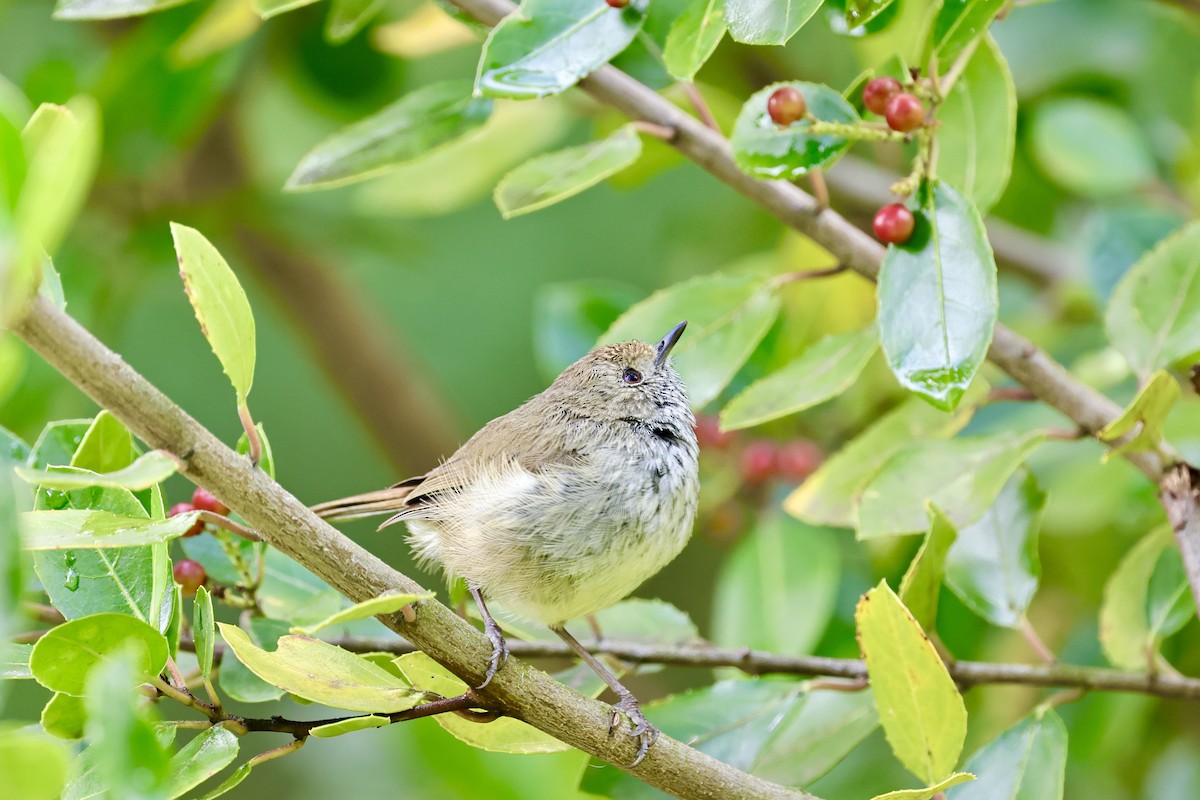 Brown Thornbill - ML611720351