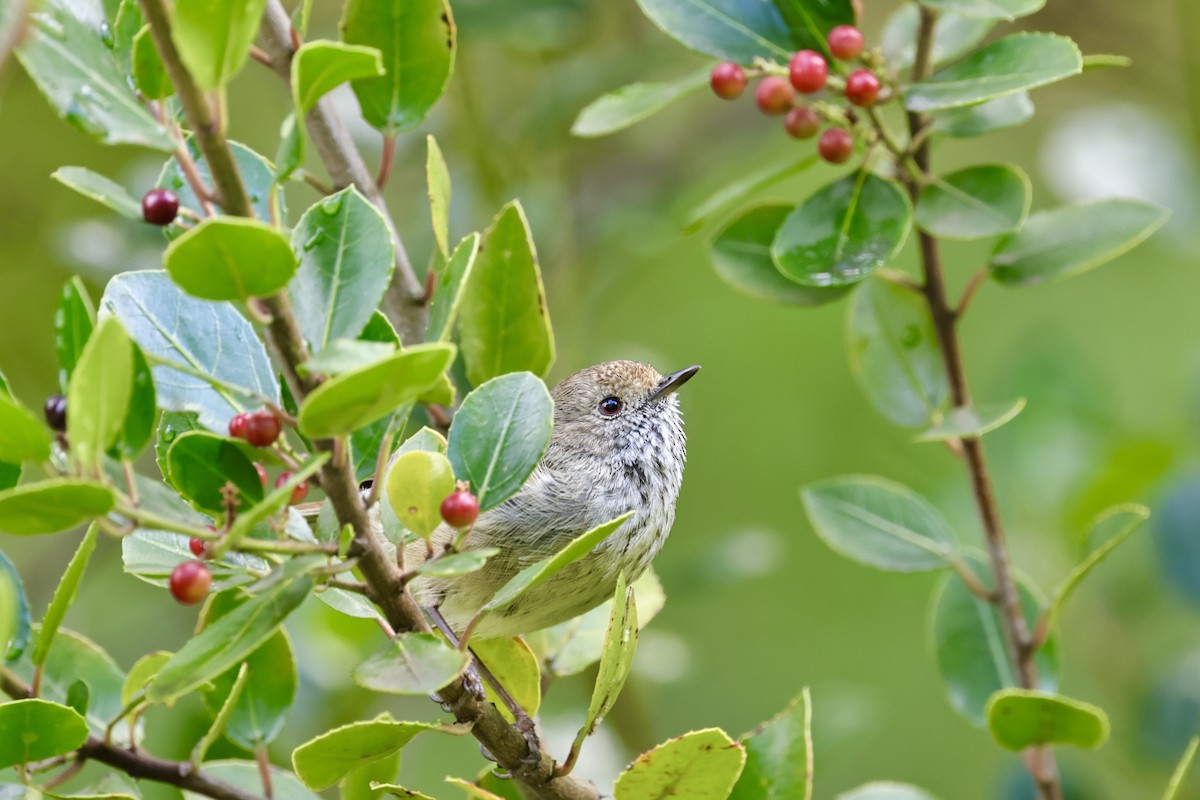 Brown Thornbill - ML611720353