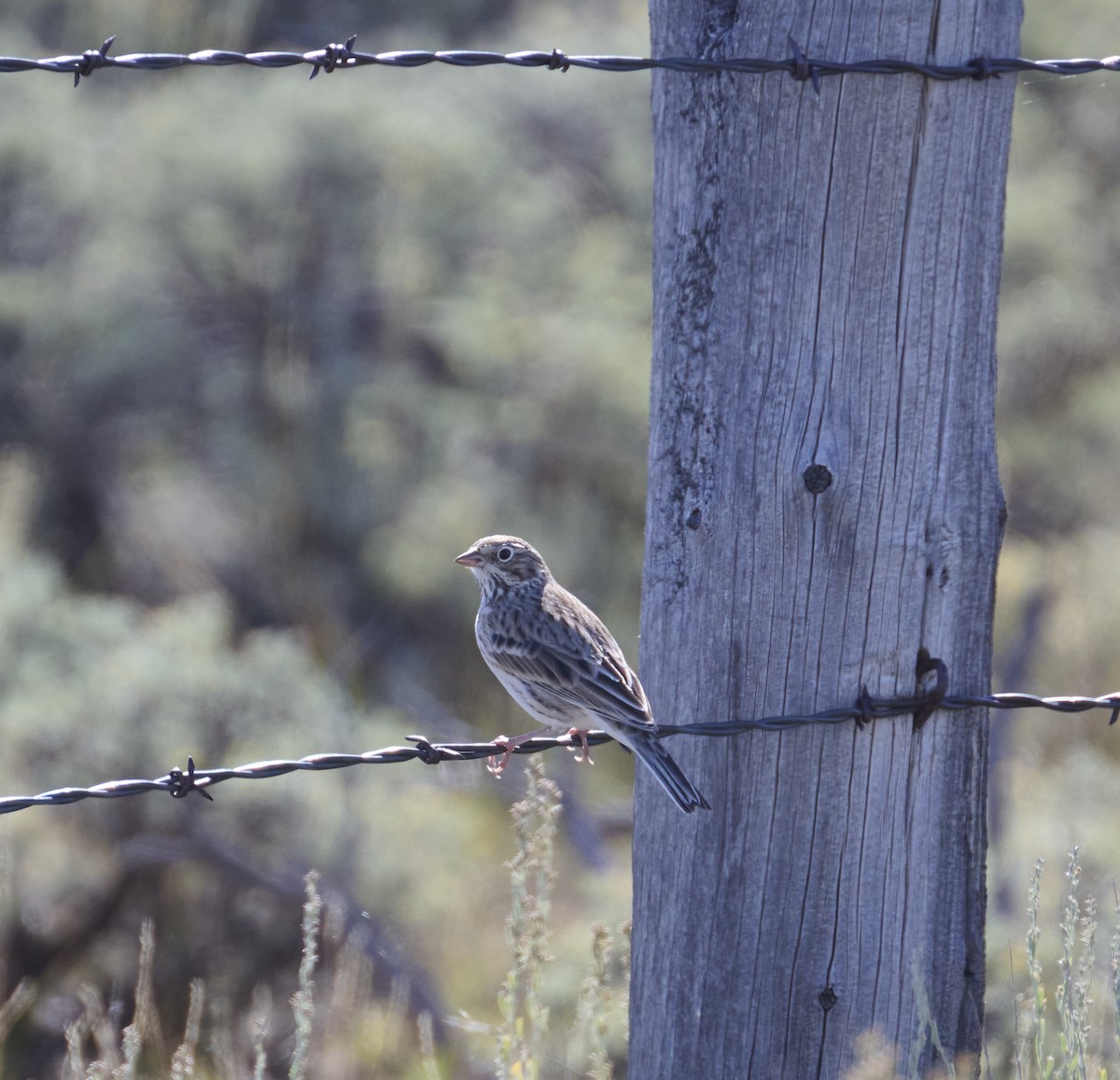 Vesper Sparrow - Roger Wieck