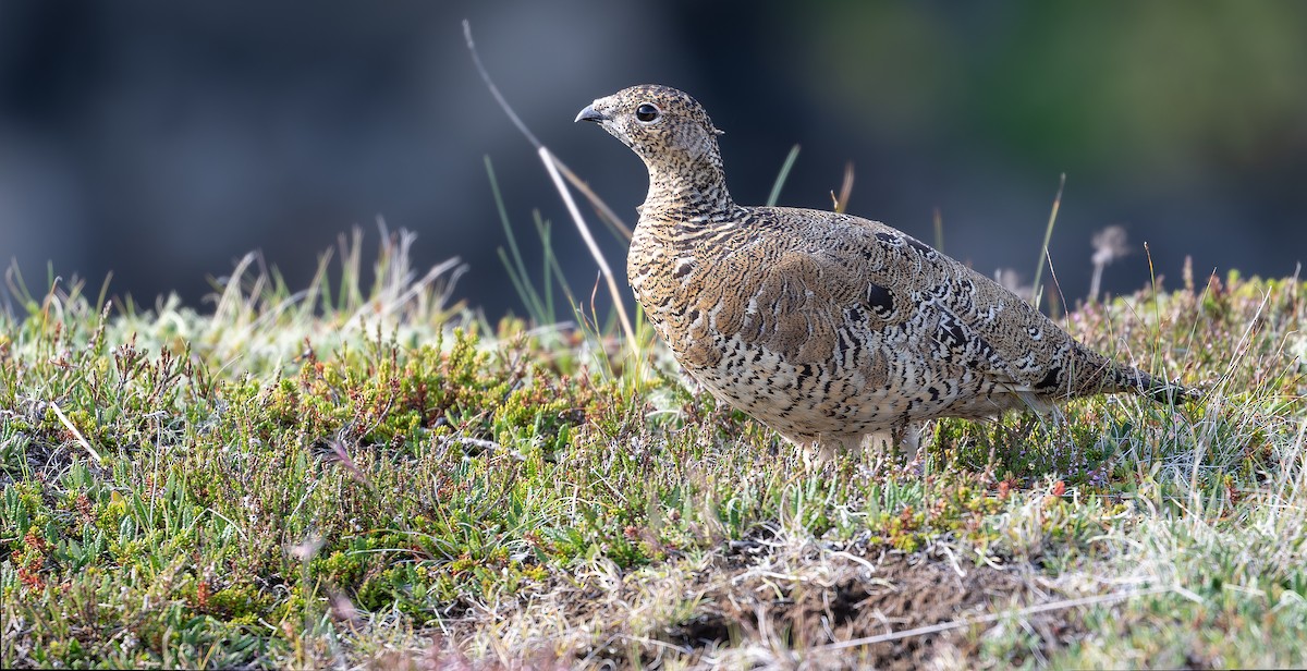 Rock Ptarmigan - ML611720692