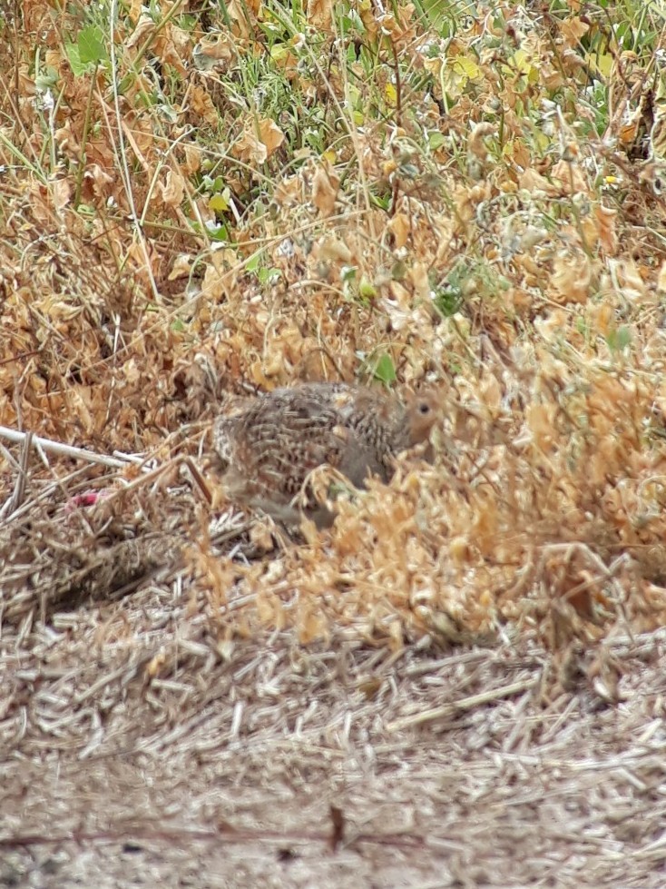 Gray Partridge - ML611720797