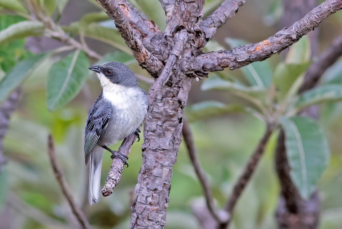 Cinereous Warbling Finch - ML611720799