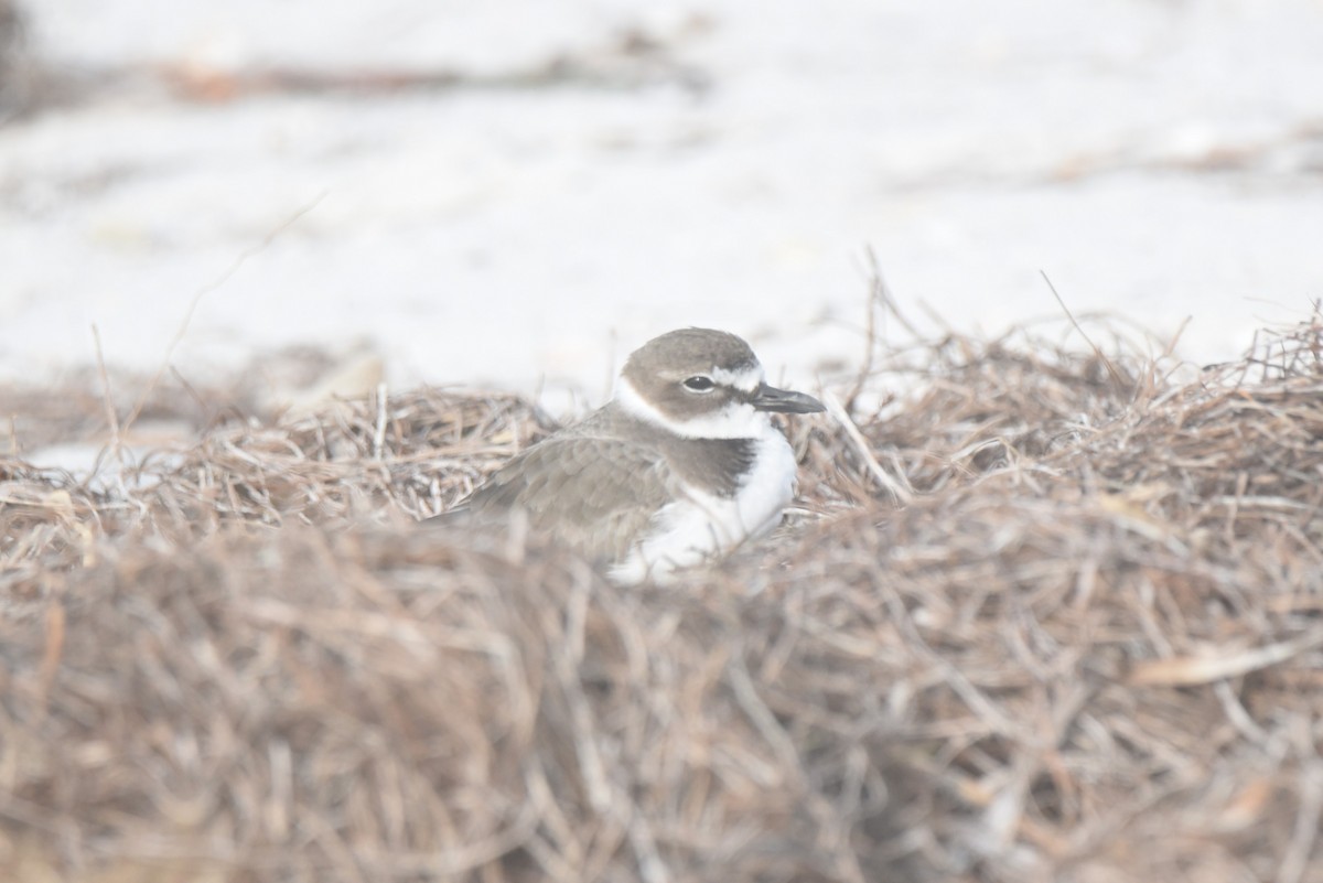 Wilson's Plover - ML611720831