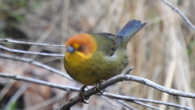 Fulvous-headed Brushfinch - ML611720976