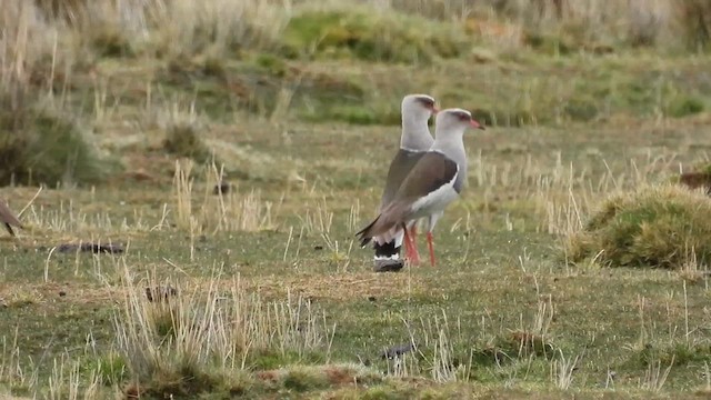 Andean Lapwing - ML611721167