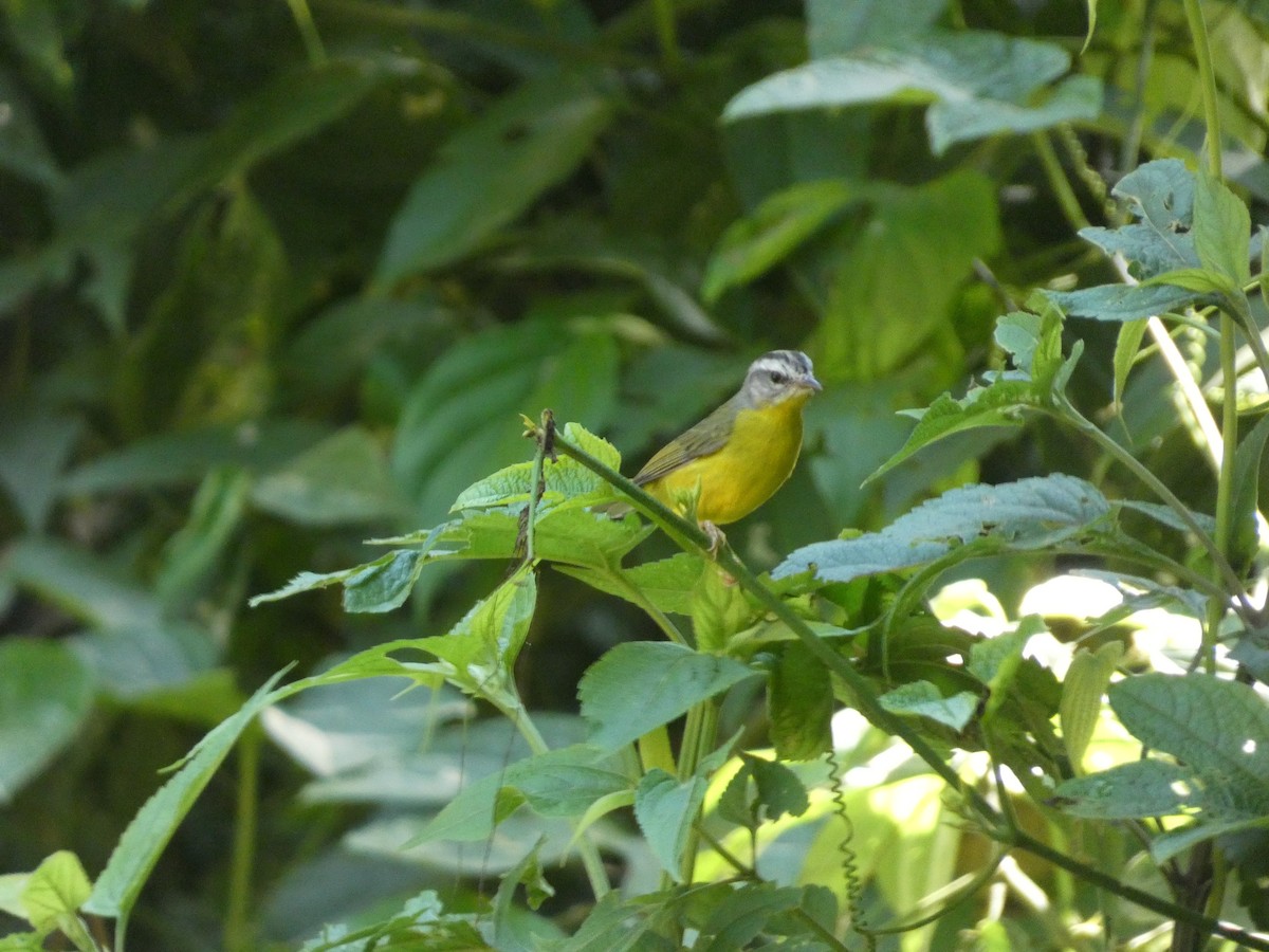 Golden-crowned Warbler - Mike Tuer