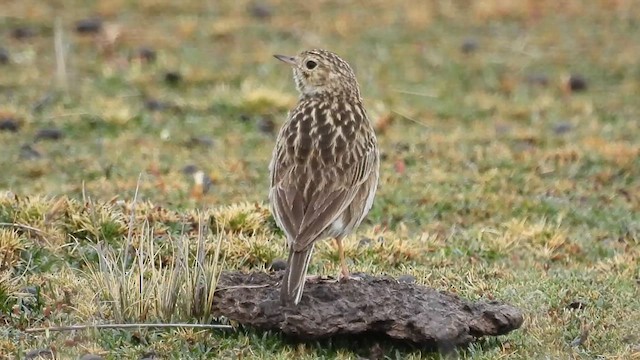 Puna Pipit - ML611721197