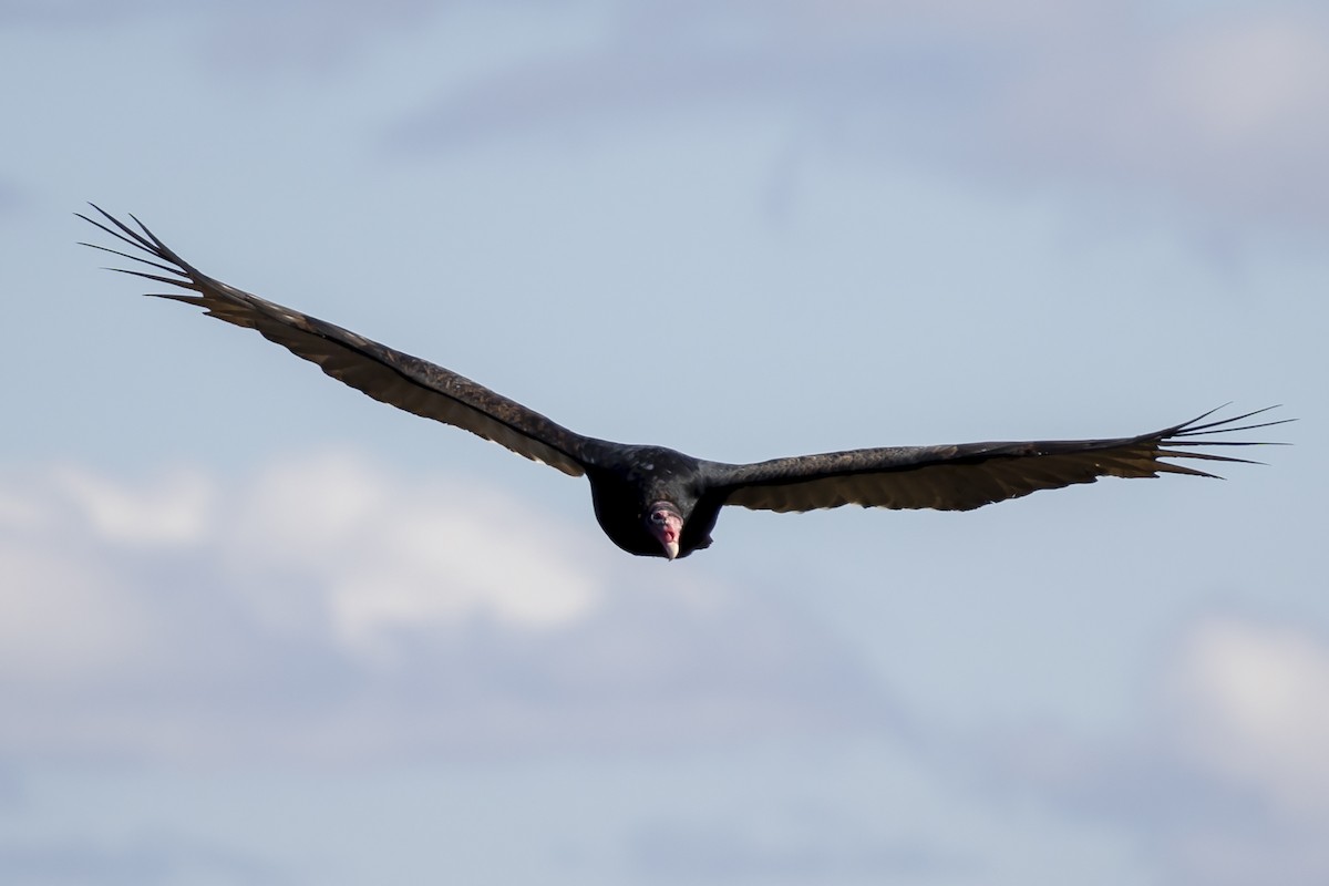 Turkey Vulture - Will Krohn