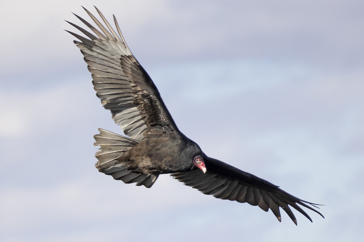 Turkey Vulture - Will Krohn