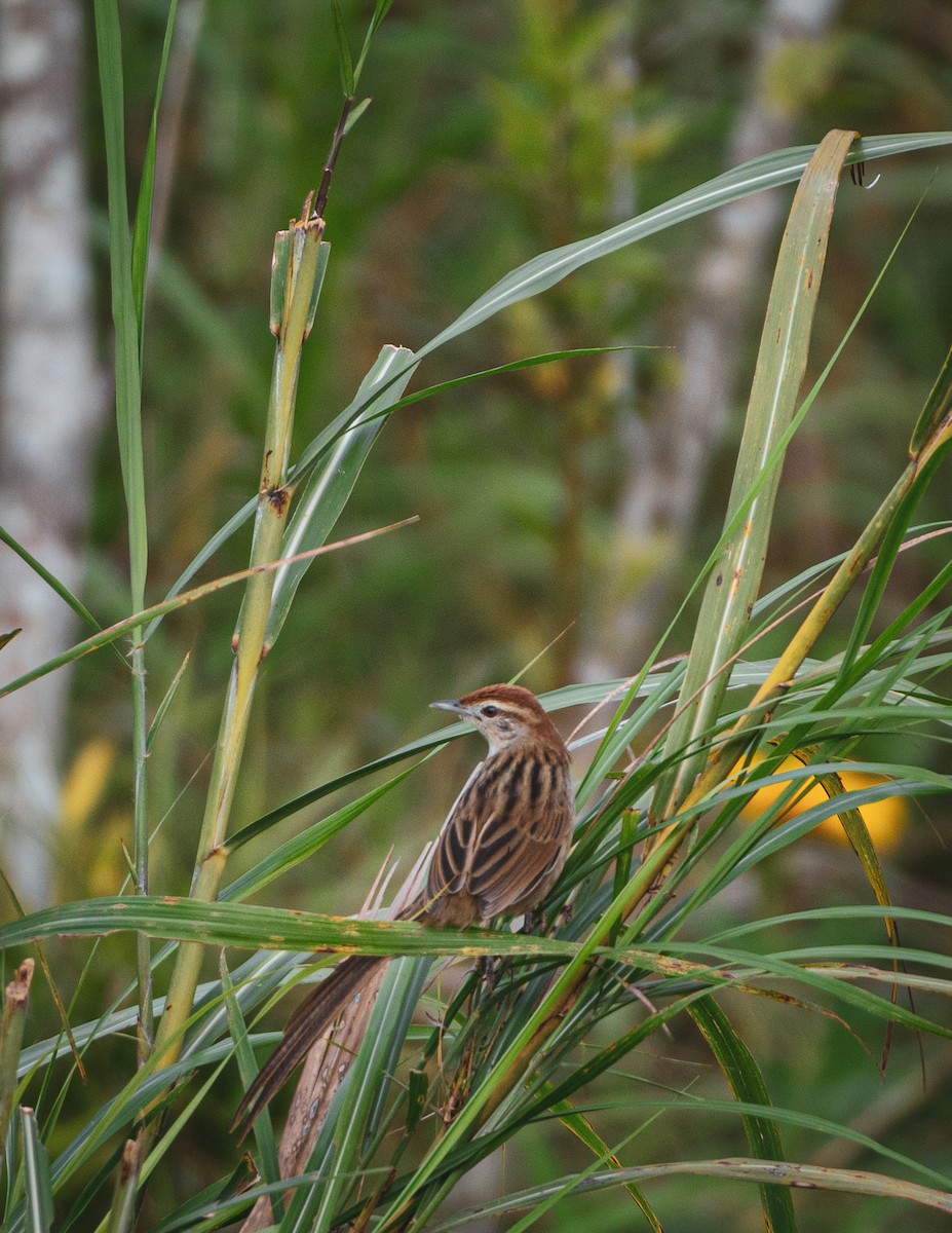 Tawny Grassbird - Bam Desabelle