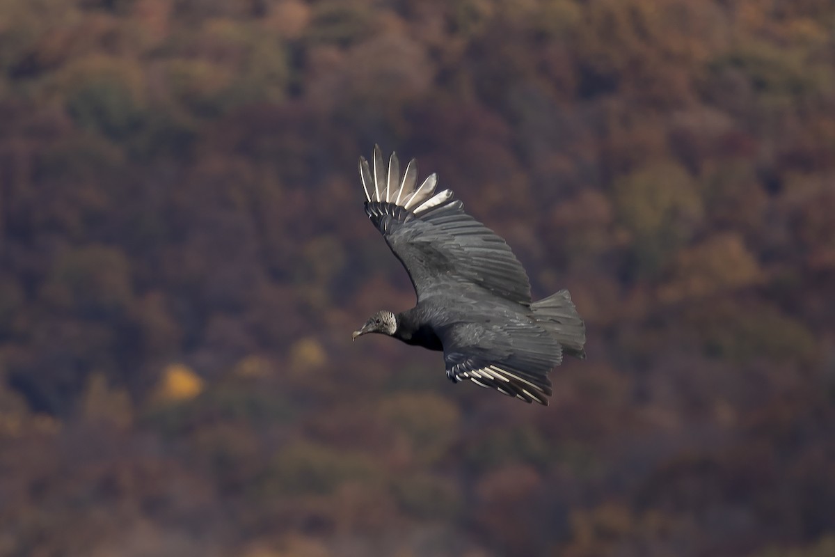 Black Vulture - ML611721275