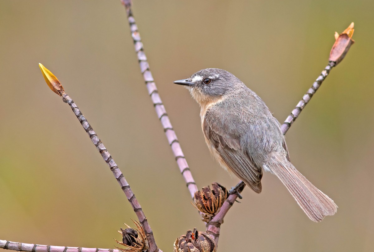 Gray-backed Tachuri - ML611721281