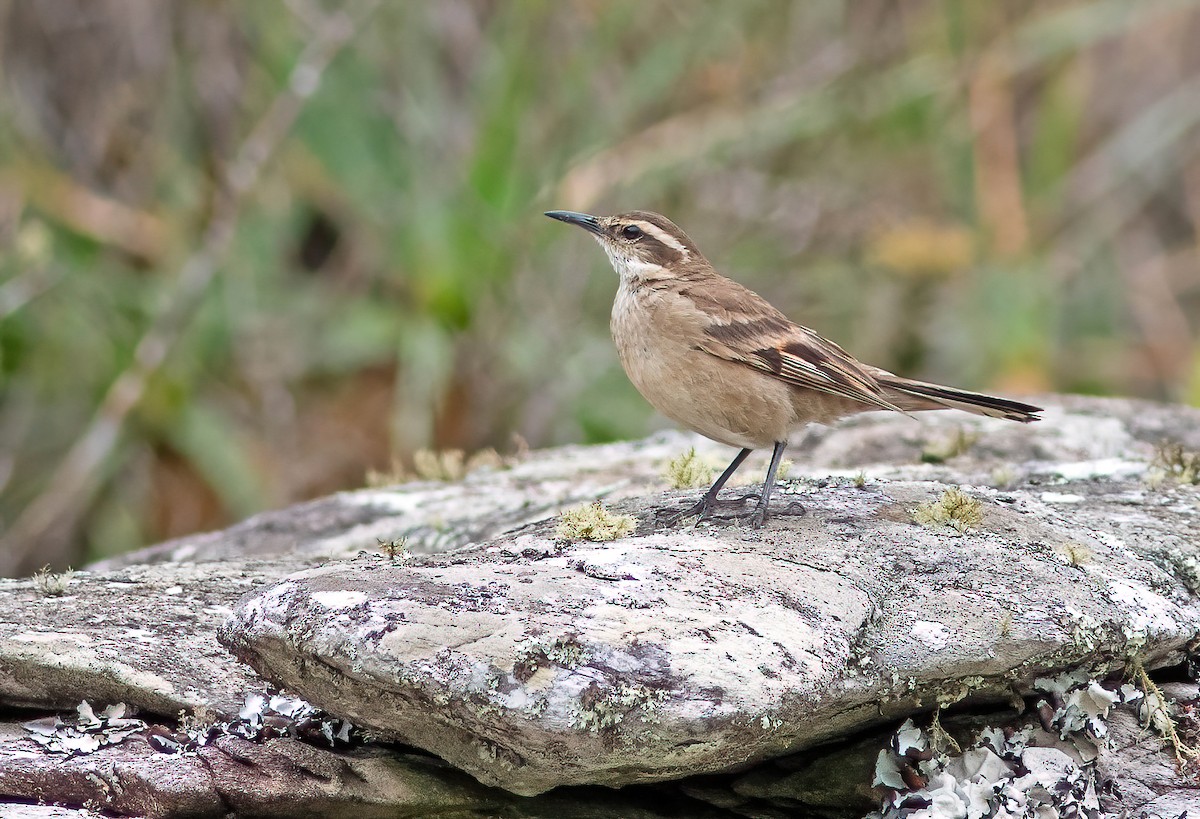 Long-tailed Cinclodes - ML611721519