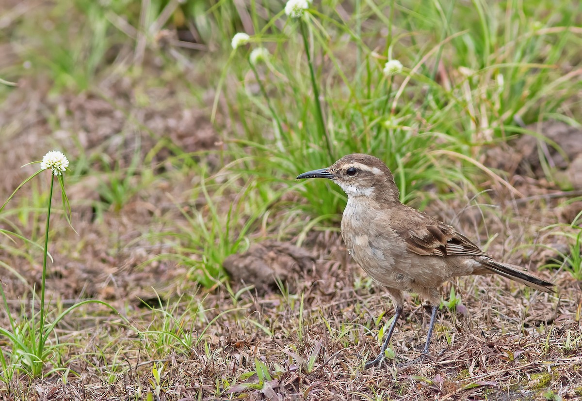 Long-tailed Cinclodes - ML611721589