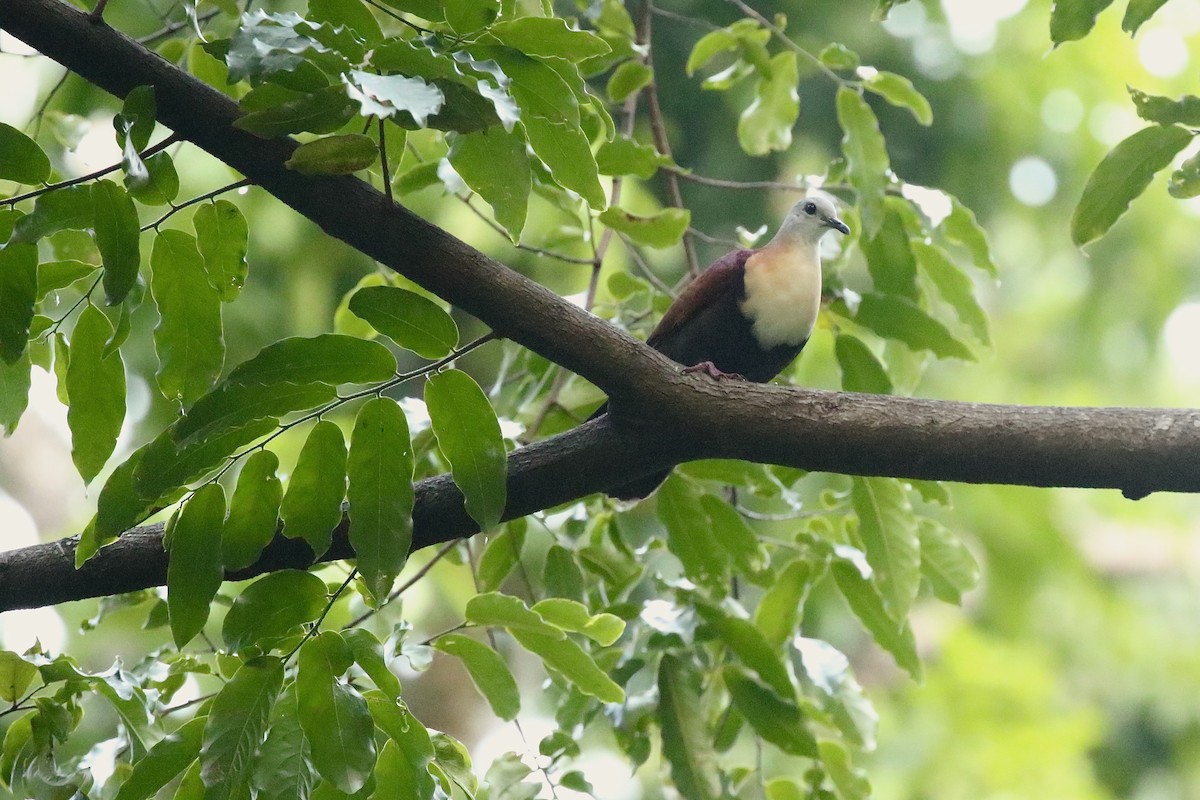 Wetar Ground Dove - ML611721590